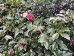 Camellia
