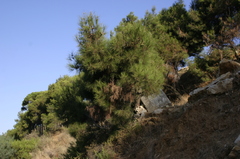 Pinus brutia