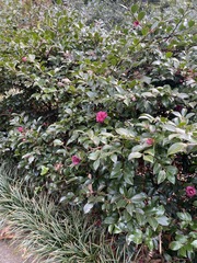 Camellia