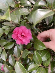 Camellia