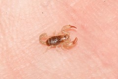 Euscorpius lesbiacus