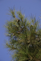 Pinus brutia