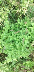 Ocimum carnosum