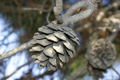 Pinus brutia