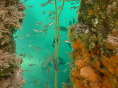 Ambassis jacksoniensis