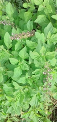 Ocimum carnosum
