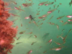 Ambassis jacksoniensis