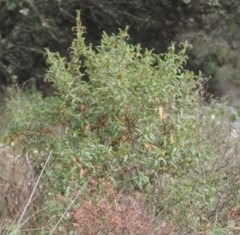 Cistus monspeliensis