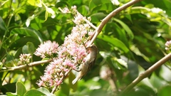 Myzomela