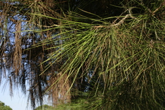 Pinus brutia