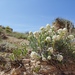 Mountain Cryptantha - Photo (c) Jennifer Ackerfield, some rights reserved (CC BY-NC), uploaded by Jennifer Ackerfield