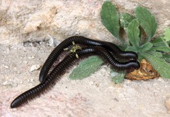 Archispirostreptus syriacus