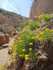Musineon tenuifolium