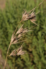 Themeda triandra