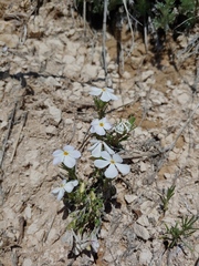 Phlox andicola