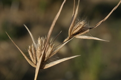Themeda triandra