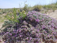 Astragalus sericoleucus