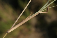 Themeda triandra