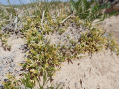 Linanthus caespitosus