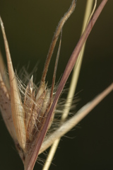 Themeda triandra