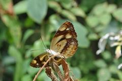 Neptis armandia