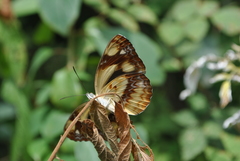 Neptis armandia