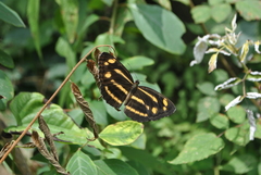 Neptis armandia