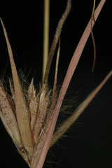 Themeda triandra