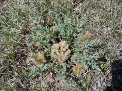 Vesper montanus