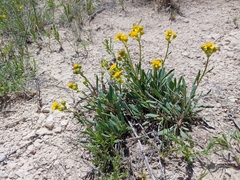 Packera tridenticulata