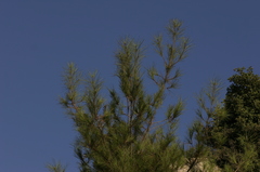 Pinus brutia