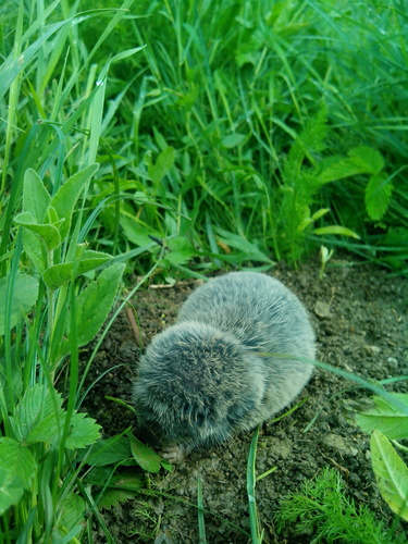 Greater Blind Molerat, Предгорный р-н, Ставропольский край, Россия, photo 9 of 10