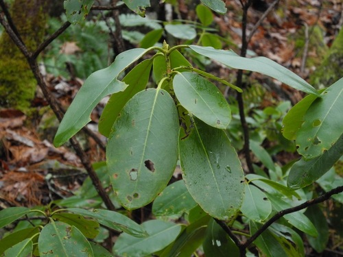 Rhododendron catawbiense