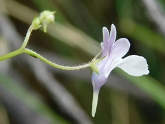 Nemesia diffusa