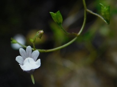 Nemesia diffusa