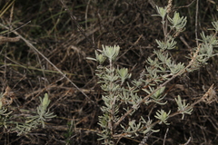 Lavandula stoechas