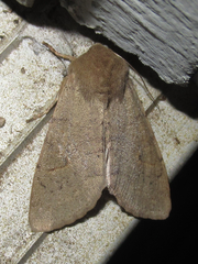 Orthosia annulimacula
