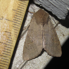Orthosia annulimacula