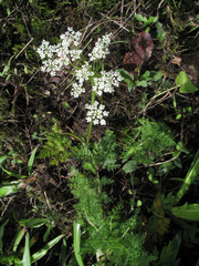 Selinum