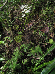 Selinum