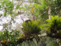 Aechmea cylindrata