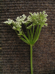 Selinum
