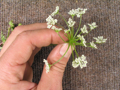 Selinum