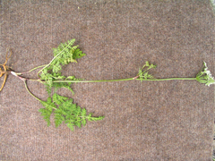 Selinum