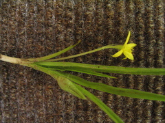 Hypoxis aurea