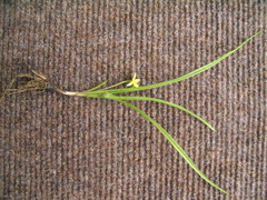 Hypoxis aurea