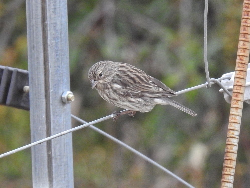 Ash-breasted Sierra Finch (Geospizopsis plebejus)