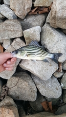 Morone mississippiensis