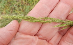 Limnodea arkansana
