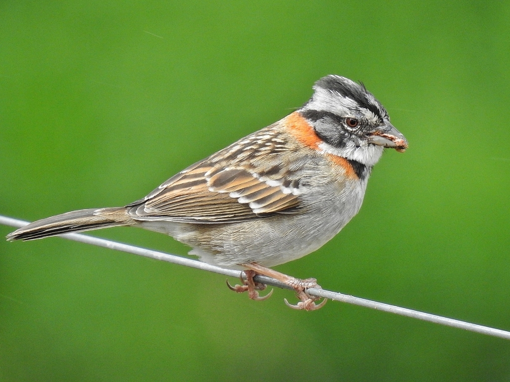 Rufous-collared Sparrow photo